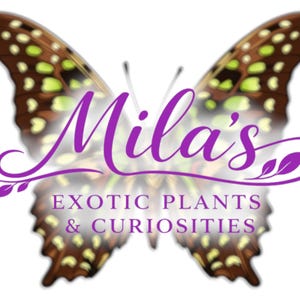 May include: A logo with a butterfly design in brown and green. The name "Mila's" is written in purple script, with the words "EXOTIC PLANTS & CURIOSITIES" below. The logo is set against a white backdrop.