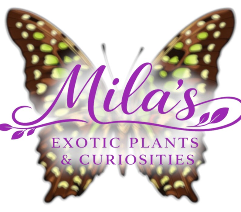 May include: A logo with a butterfly design in brown and green. The name "Mila's" is written in purple script, with the words "EXOTIC PLANTS & CURIOSITIES" below. The logo is set against a white backdrop.