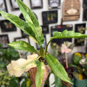 K&ouml;nnte beinhalten: Eine Philodendron Ring of Fire Pflanze mit l&auml;nglichen, gezackten Bl&auml;ttern, die panaschierte Muster in Dunkelgr&uuml;n, Hellgr&uuml;n und Cremewei&szlig; aufweisen. Die Pflanze hat mehrere St&auml;ngel, die aus einer zentralen Basis wachsen und eine deutliche Blattf&auml;rbung zeigen.