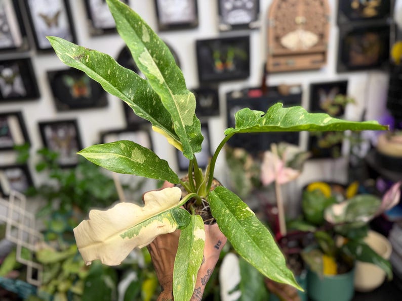 K&ouml;nnte beinhalten: Eine Philodendron Ring of Fire Pflanze mit l&auml;nglichen, gezackten Bl&auml;ttern, die panaschierte Muster in Dunkelgr&uuml;n, Hellgr&uuml;n und Cremewei&szlig; aufweisen. Die Pflanze hat mehrere St&auml;ngel, die aus einer zentralen Basis wachsen und eine deutliche Blattf&auml;rbung zeigen.