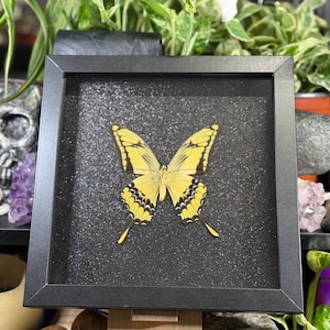 May include: A framed butterfly specimen with yellow and black wings. The butterfly is centered on a black, glittery background within a black frame. The frame is displayed on a wooden easel, with plants and decorative items in the background.