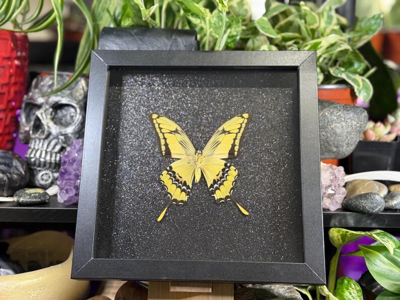 May include: A framed butterfly specimen with yellow and black wings. The butterfly is centered on a black, glittery background within a black frame. The frame is displayed on a wooden easel, with plants and decorative items in the background.
