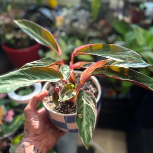 May include: A Stromanthe Triostar plant with variegated lance-shaped leaves featuring shades of dark green, cream, and pink, potted in a round ceramic container with a blue and white checkered pattern, displaying vibrant foliage and pink stems.