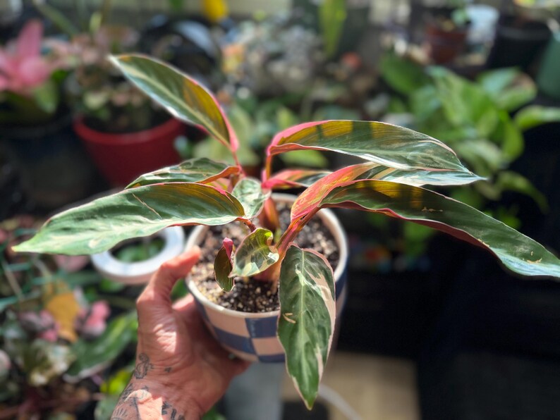 May include: A Stromanthe Triostar plant with variegated lance-shaped leaves featuring shades of dark green, cream, and pink, potted in a round ceramic container with a blue and white checkered pattern, displaying vibrant foliage and pink stems.