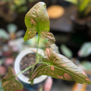 May include: A Syngonium plant with arrow-shaped leaves featuring a deep green base color and variegated light pink splashes. The plant is potted in a round white container filled with dark soil, showcasing three distinct leaves extending outward.