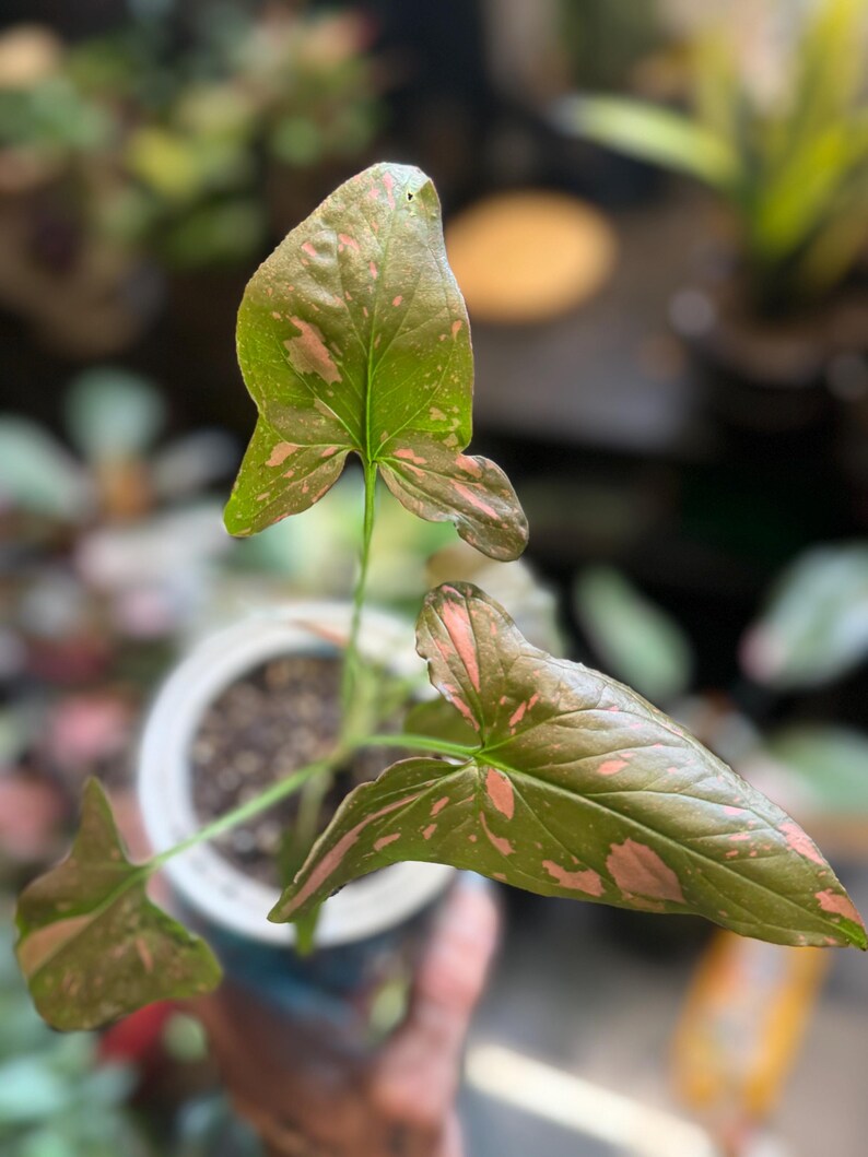 May include: A Syngonium plant with arrow-shaped leaves featuring a deep green base color and variegated light pink splashes. The plant is potted in a round white container filled with dark soil, showcasing three distinct leaves extending outward.