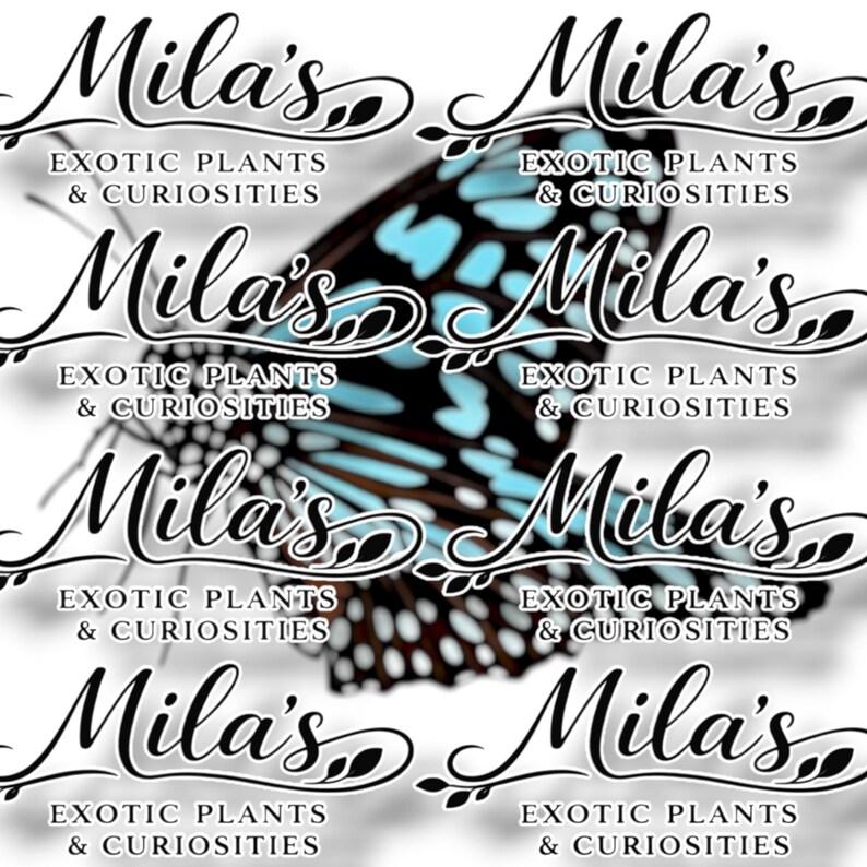 May include: A repeating pattern featuring the text "Mila's Exotic Plants & Curiosities" in elegant script, overlaid on a butterfly with blue and black wings. The design is repeated across the image.