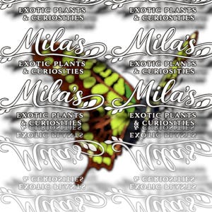Green Tailed Jay PNG Pack 2 of 2 | 19 Graphium agamemnon 300 DPI Butterfly Clipart Files image 8