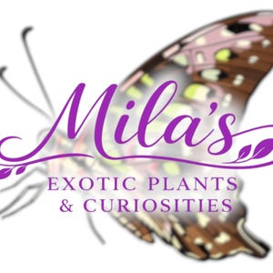 May include: A logo for "Mila's Exotic Plants & Curiosities" features a purple butterfly design with the business name in a cursive font. The butterfly wing has brown, pink, and yellow details. The text "EXOTIC PLANTS & CURIOSITIES" is below the name.