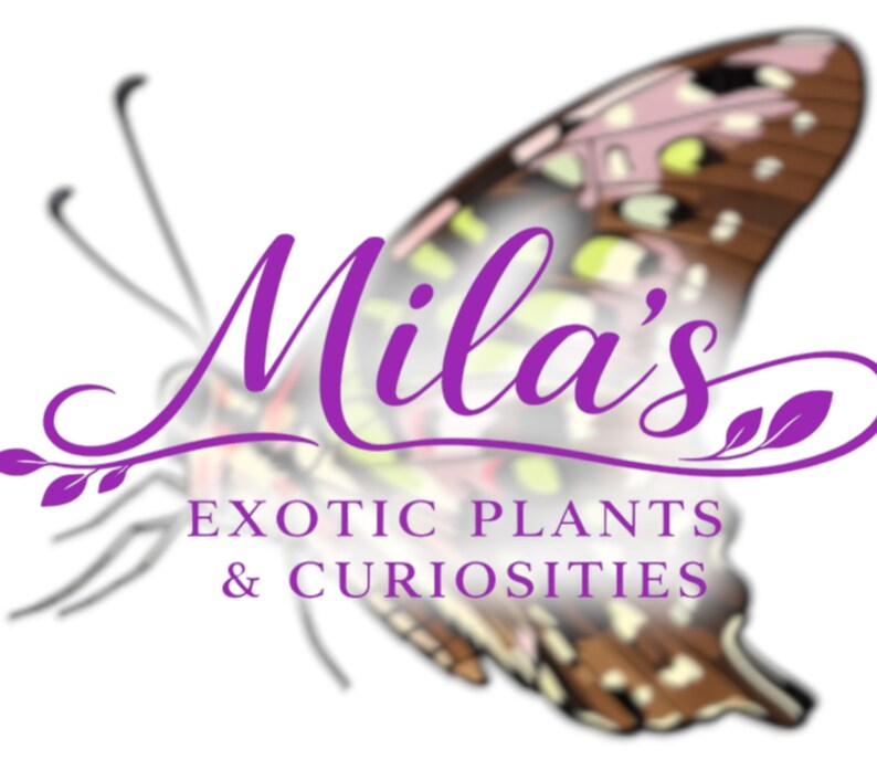 May include: A logo for "Mila's Exotic Plants & Curiosities" features a purple butterfly design with the business name in a cursive font. The butterfly wing has brown, pink, and yellow details. The text "EXOTIC PLANTS & CURIOSITIES" is below the name.