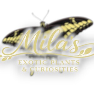May include: A logo with the name "Mila's" in gold script, set against a blurred butterfly image. The text "EXOTIC PLANTS & CURIOSITIES" is below, in gold, indicating a business focused on unusual plants and curiosities.