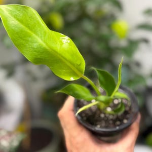 May include: A small philodendron plant in a black plastic nursery pot. The plant features several vibrant, light green, elongated leaves with a glossy texture. One prominent leaf extends upward, showing a subtle white variegation spot near the tip.
