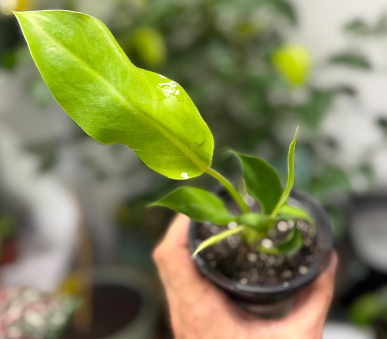 May include: A small philodendron plant in a black plastic nursery pot. The plant features several vibrant, light green, elongated leaves with a glossy texture. One prominent leaf extends upward, showing a subtle white variegation spot near the tip.