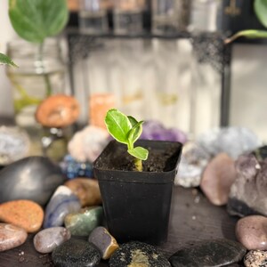 Pode incluir: Uma planta pequena e jovem com folhas variegadas de verde e branco crescendo num vaso quadrado de pl&aacute;stico preto cheio de terra escura. A planta apresenta um caule &uacute;nico com algumas folhas pequenas e brilhantes no centro do recipiente.