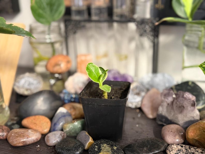 Pode incluir: Uma planta pequena e jovem com folhas variegadas de verde e branco crescendo num vaso quadrado de pl&aacute;stico preto cheio de terra escura. A planta apresenta um caule &uacute;nico com algumas folhas pequenas e brilhantes no centro do recipiente.