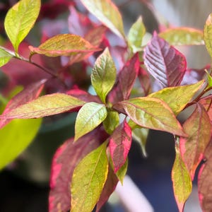 May include: A plant with variegated leaves displaying a mix of deep magenta, bright pink, and lime green colors. The foliage is pointed and oval-shaped, with visible veins running through each leaf, creating a dense and colorful cluster of stems.