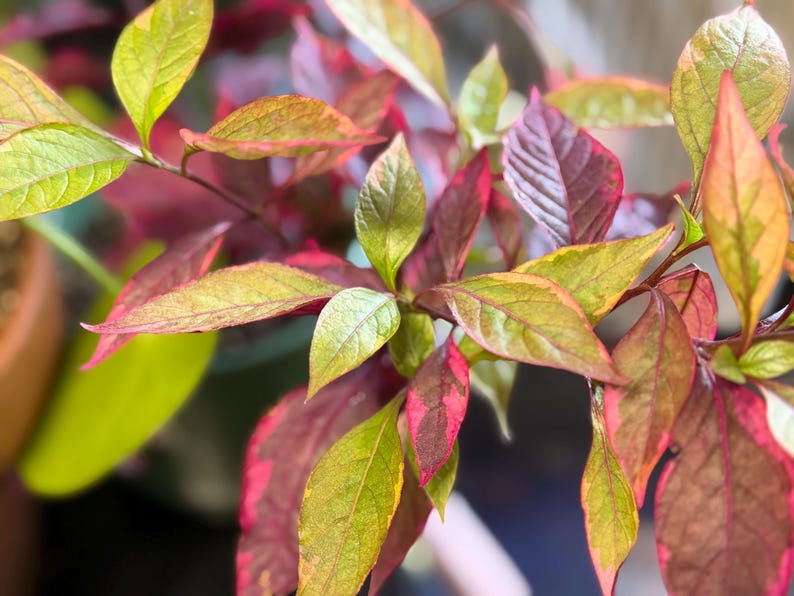 May include: A plant with variegated leaves displaying a mix of deep magenta, bright pink, and lime green colors. The foliage is pointed and oval-shaped, with visible veins running through each leaf, creating a dense and colorful cluster of stems.