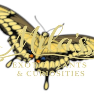 Kunglig gul svalstjärt PNG-paket 1 av 2 | 22 Papilio thoas 300 DPI fjärils clipartfiler bild 3