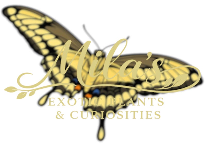 Kunglig gul svalstjärt PNG-paket 1 av 2 | 22 Papilio thoas 300 DPI fjärils clipartfiler bild 3