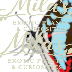May include: A logo featuring the name "Mila's" in a cursive font, with the words "EXOTIC PLANTS & CURIOSITIES" below. A butterfly wing with blue, red, and brown patterns is visible in the background.