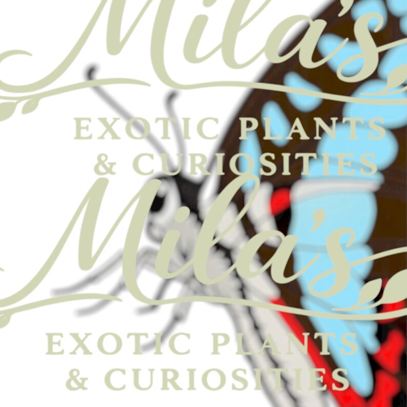 May include: A logo featuring the name "Mila's" in a cursive font, with the words "EXOTIC PLANTS & CURIOSITIES" below. A butterfly wing with blue, red, and brown patterns is visible in the background.