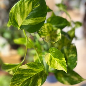 May include: A trailing pothos plant featuring heart-shaped leaves with variegated patterns of deep forest green and bright lime yellow. The foliage is arranged on thin, flexible stems, showcasing a mix of solid green and marbled yellow-green colors.