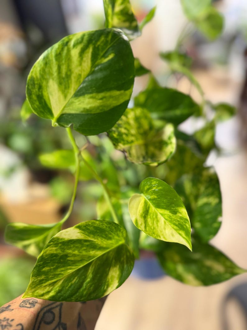 K&ouml;nnte beinhalten: Eine h&auml;ngende Pothos-Pflanze mit herzf&ouml;rmigen Bl&auml;ttern, die ein panaschiertes Muster aus tiefgr&uuml;nen und hellgelben Flecken aufweisen. Das Laub ist an d&uuml;nnen, flexiblen Stielen angeordnet und zeigt eine Mischung aus hellen und dunklen Gr&uuml;nt&ouml;nen.