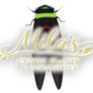 Pode incluir: Ilustra&ccedil;&atilde;o estilizada de uma cigarra com corpo preto, cabe&ccedil;a verde e detalhes vermelhos. A imagem apresenta o texto "Mila's Exotic Plants & Curiosities" em letras douradas.