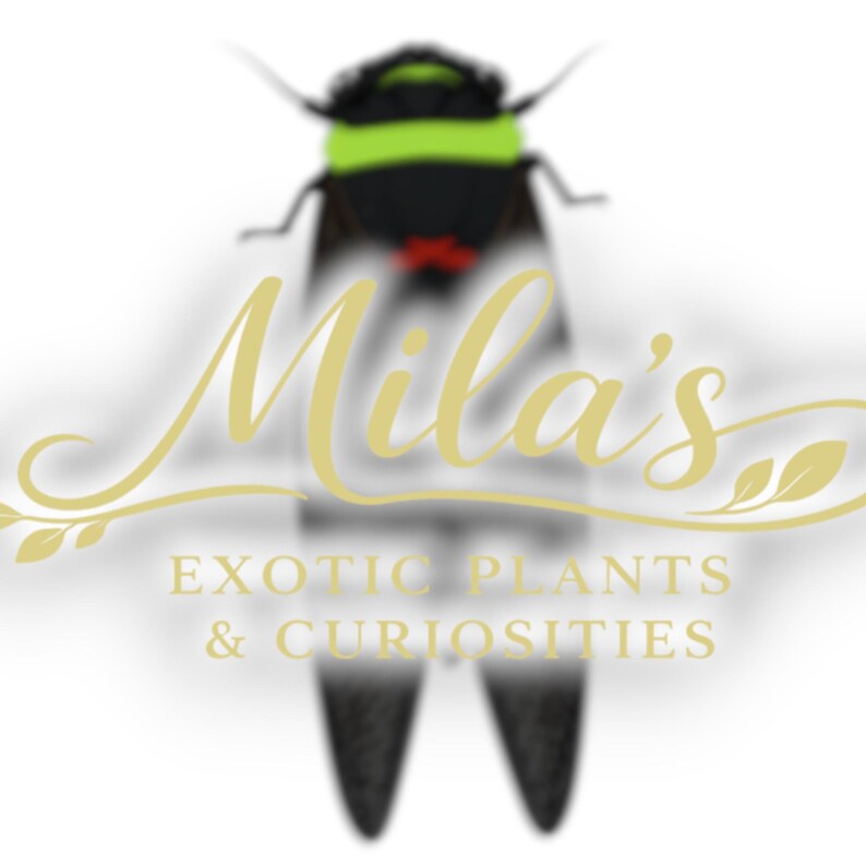 Pode incluir: Ilustra&ccedil;&atilde;o estilizada de uma cigarra com corpo preto, cabe&ccedil;a verde e detalhes vermelhos. A imagem apresenta o texto "Mila's Exotic Plants & Curiosities" em letras douradas.