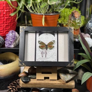 May include: A framed artwork featuring a butterfly specimen and a tarot card design. The black frame has gold-coloured corner accents. The butterfly has orange, brown, and yellow wings. The tarot card reads "THE LOVERS".