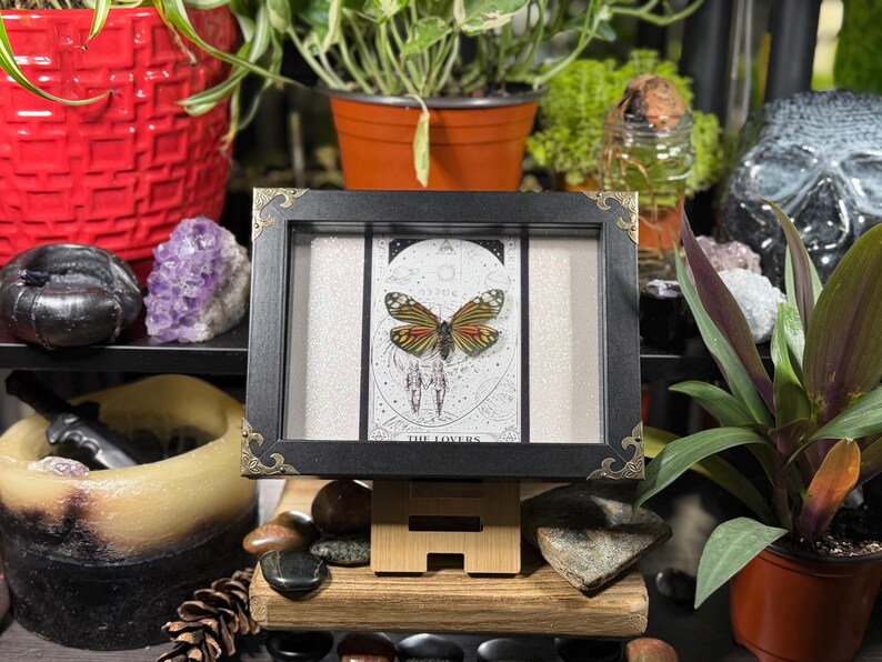 May include: A framed artwork featuring a butterfly specimen and a tarot card design. The black frame has gold-coloured corner accents. The butterfly has orange, brown, and yellow wings. The tarot card reads "THE LOVERS".