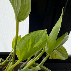 K&ouml;nnte beinhalten: Eine Pothos-Pflanze im Topf mit herzf&ouml;rmigen Bl&auml;ttern, die panaschierte Muster in Hellgr&uuml;n und Gelb aufweisen. Die Pflanze hat dicke, glatte St&auml;ngel, die aus einem dunklen Gef&auml;&szlig; ragen, wobei mehrere Bl&auml;tter nach oben zum Licht hin ausgerichtet sind.