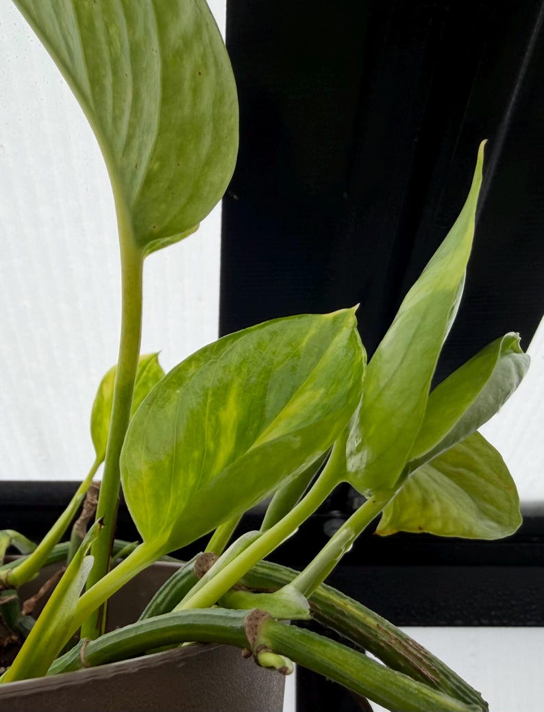 K&ouml;nnte beinhalten: Eine Pothos-Pflanze im Topf mit herzf&ouml;rmigen Bl&auml;ttern, die panaschierte Muster in Hellgr&uuml;n und Gelb aufweisen. Die Pflanze hat dicke, glatte St&auml;ngel, die aus einem dunklen Gef&auml;&szlig; ragen, wobei mehrere Bl&auml;tter nach oben zum Licht hin ausgerichtet sind.