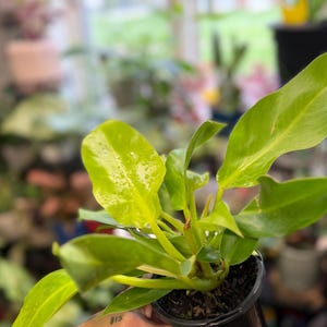 May include: A Philodendron Moonlight plant featuring vibrant, lime-green, lance-shaped leaves with a glossy texture. The plant is potted in a small, black plastic nursery container filled with dark potting soil, showcasing its bright foliage.