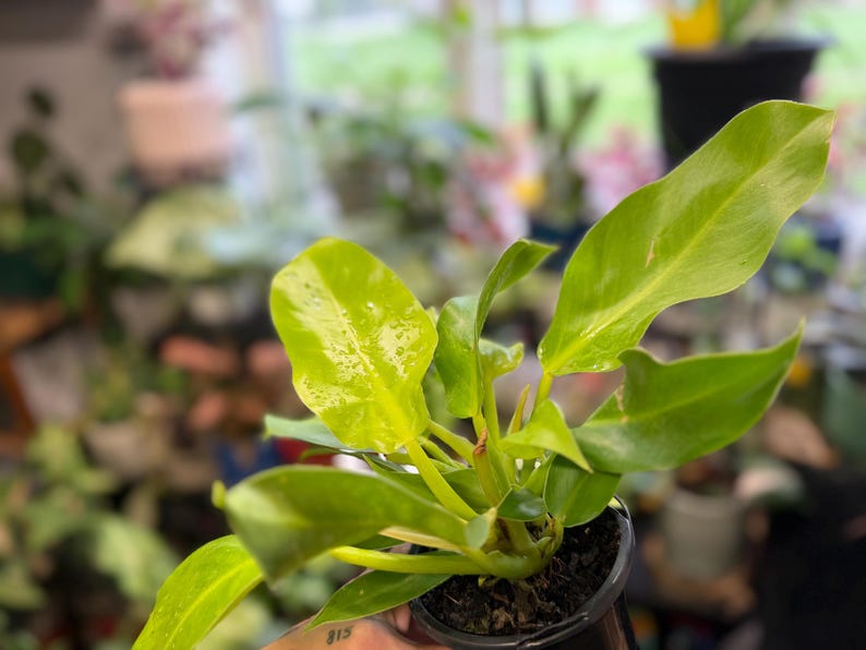 May include: A Philodendron Moonlight plant featuring vibrant, lime-green, lance-shaped leaves with a glossy texture. The plant is potted in a small, black plastic nursery container filled with dark potting soil, showcasing its bright foliage.