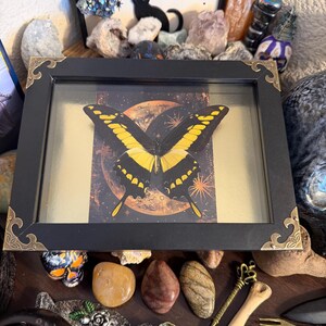 Large King Swallowtail Butterfly Framed Specimen Art | Papilio thoas Statement Natural History Decor bild 2