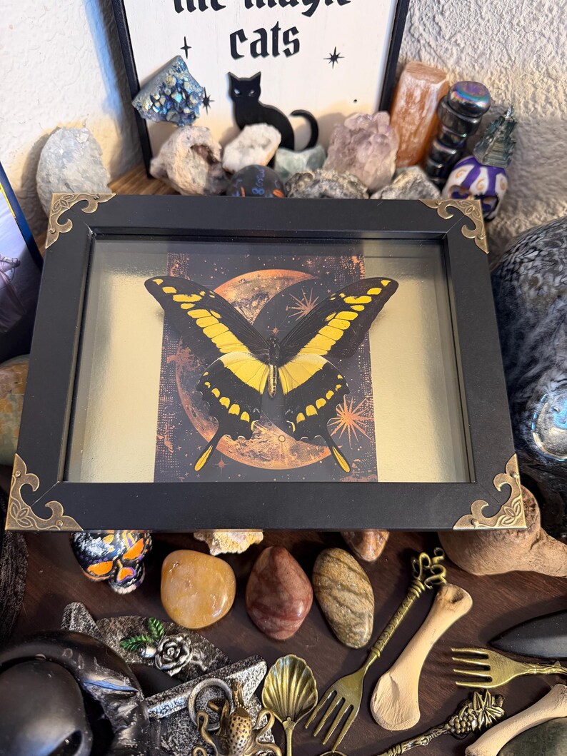 Large King Swallowtail Butterfly Framed Specimen Art | Papilio thoas Statement Natural History Decor bild 2