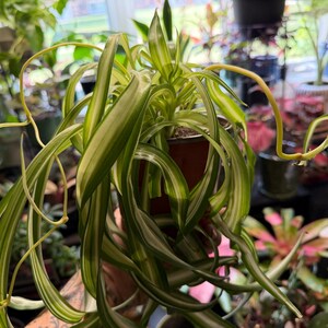 Curly Spider Plant Bonnie, Variegated Chlorophytum comosum Live Houseplant Large - 6in Pot