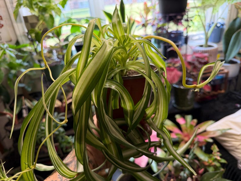 Curly Spider Plant Bonnie, Variegated Chlorophytum comosum Live Houseplant Large - 6in Pot