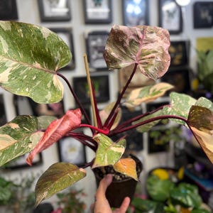 May include: A Philodendron Pink Princess plant in a dark plastic pot, featuring heart-shaped leaves with variegated patterns of dark green, light green, cream, and pink. The plant has deep burgundy stems and a central wooden support stake.