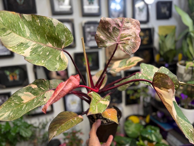 May include: A Philodendron Pink Princess plant in a dark plastic pot, featuring heart-shaped leaves with variegated patterns of dark green, light green, cream, and pink. The plant has deep burgundy stems and a central wooden support stake.