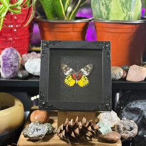 Puede incluir: Un esp&eacute;cimen de mariposa enmarcado con un marco negro adornado. La mariposa tiene marcas amarillas, rojas y negras. El marco se exhibe sobre un soporte de madera, rodeado de rocas, cristales y plantas.