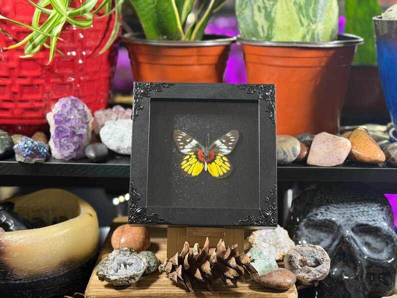 Puede incluir: Un esp&eacute;cimen de mariposa enmarcado con un marco negro adornado. La mariposa tiene marcas amarillas, rojas y negras. El marco se exhibe sobre un soporte de madera, rodeado de rocas, cristales y plantas.