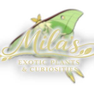 May include: Logo for Mila's Exotic Plants & Curiosities. The logo features a stylized green and yellow moth with the name "Mila's" in elegant gold script. The text "EXOTIC PLANTS & CURIOSITIES" is below.
