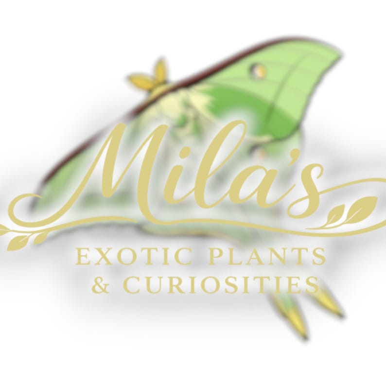 May include: Logo for Mila's Exotic Plants & Curiosities. The logo features a stylized green and yellow moth with the name "Mila's" in elegant gold script. The text "EXOTIC PLANTS & CURIOSITIES" is below.