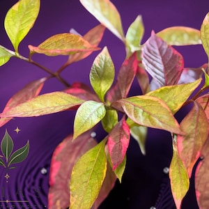 May include: A plant with variegated leaves featuring shades of green, yellow, and pink. The foliage is arranged on thin stems. A logo with a crescent moon, leaves, and the text "MILAS EXOTIC PLANTS AND SUCCULENTS" is visible in the lower left corner.