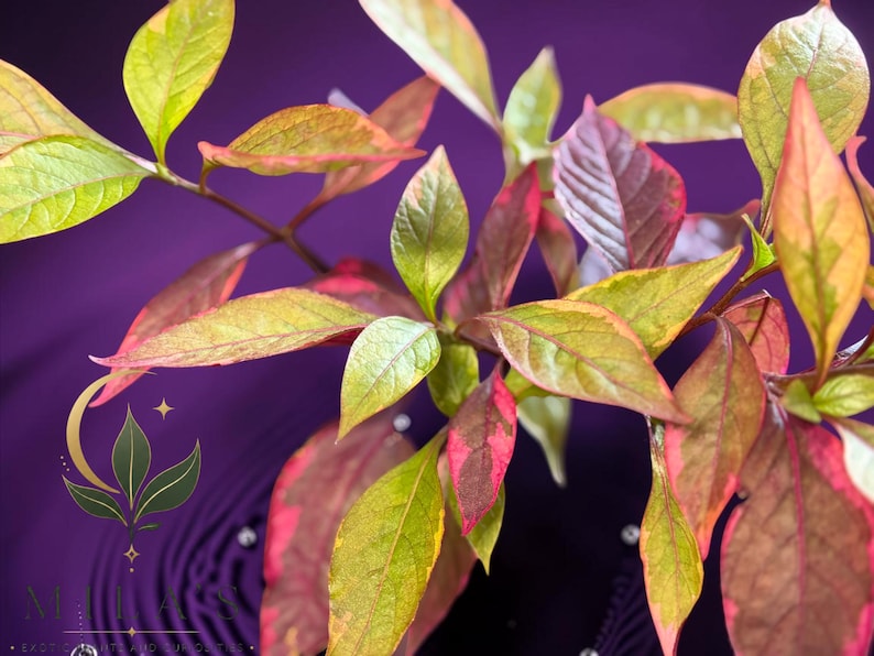 May include: A plant with variegated leaves featuring shades of green, yellow, and pink. The foliage is arranged on thin stems. A logo with a crescent moon, leaves, and the text "MILAS EXOTIC PLANTS AND SUCCULENTS" is visible in the lower left corner.