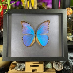 Puede incluir: Un esp&eacute;cimen de mariposa enmarcado con alas azul vibrante y bordes marrones. La mariposa est&aacute; centrada en un marco negro sobre un fondo gris. El marco est&aacute; sostenido por un soporte de madera.