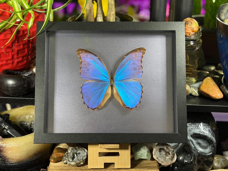 Puede incluir: Un esp&eacute;cimen de mariposa enmarcado con alas azul vibrante y bordes marrones. La mariposa est&aacute; centrada en un marco negro sobre un fondo gris. El marco est&aacute; sostenido por un soporte de madera.