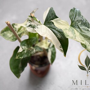May include: A Syngonium podophyllum albo-variegatum plant with arrow-shaped leaves featuring a mix of deep green and creamy white variegation. The plant is supported by a thin wooden stake and includes the text MILA'S EXOTIC PLANTS AND CURIOSITIES.